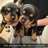 Rottweiler pups