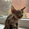 Devon Rex