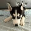 Purebred Blue-Eyed Husky Puppies – Ready Now – Bayonne, NJ