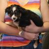 Toy Australian Shepherd Puppies