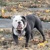 English bulldog stud
