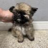 Shih Tzu pups 