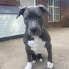5 month old American Bully puppy