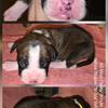 #2 Flashy Brindle Male Boxer Puppy  AKC Limited Registration Yellow Ribbon $1700