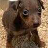 MiNiatuRe  Pinschers - Ready Now