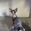 Beautiful sphynx kittens  TICA