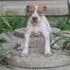 Anna - XL American Bully - ABKC 