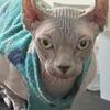 DWELF sphynx kittens 