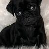 Pug puppies 