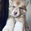 Wooly Siberian Husky Pups