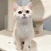Lilac golden shaded British shorthair