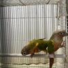 Pineapple &  Red factor green cheek pairs