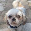 AKC female Shih Tzu for breeder