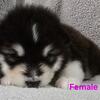 Alaskan Malamute Puppies