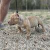 American Bully Puppies!