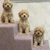 Papered Maltipoo puppies