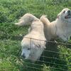 pair of adult Great Pyrenees