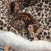 Bengal kittens f5