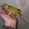 Baby conure 