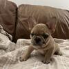 French Bulldog Puppies