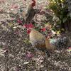Two miniature roosters 4 months old