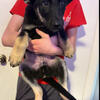 9 week old German shepherd male