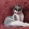 Elf sphynx kittens cats