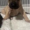 American Bully puppies 8 weeks old ready for their forever home