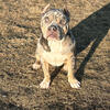 American Bully Stud Service