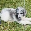 Mini Poodle Female 