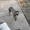 Blue nose pitbull