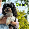 Male Havanese