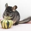 Adult Standard Grey Female Chinchilla Up for Adoption -- "Jelly"