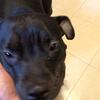 Pocket Bully Puppies Due Soon – Reserve Your Spot Now!”