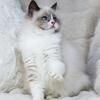 ✨ TICA Registered Blue Bicolor Ragdoll Female - Noelle 🐾 🐱 ( 3 Months Old )