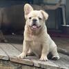 frenchies