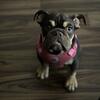 English bulldog puppy