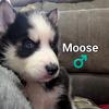 AKC Huskies 