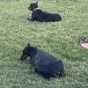 European Doberman AKC registered 