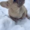 French bulldog fluffy nd Isabella carrier