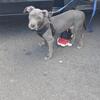 2.5 month old blue pitbull puppy