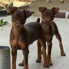 $600 miniature pinscher puppies 