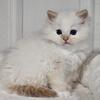 Tica Registered Ragdoll Kittens