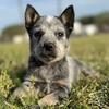 Blue Heeler Puppies