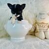 Chihuahuas Teacups & Toys   I can HAND deliver to your home.