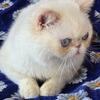 Exotic shorthair  Flame Point color male 