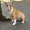 AKC Bull Terrier puppies!
