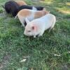 Kunekune Piglets Kune Kune Pasture Pig