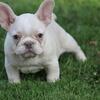 Beautiful female french bulldog 