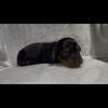 Black and tan longhair dachshund puppy